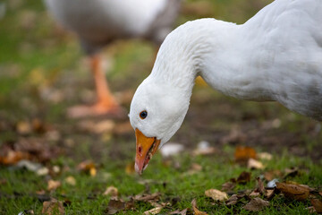 white goose on green grass