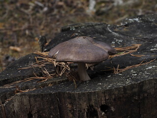 Brown mushroom on the wood in the mountains
