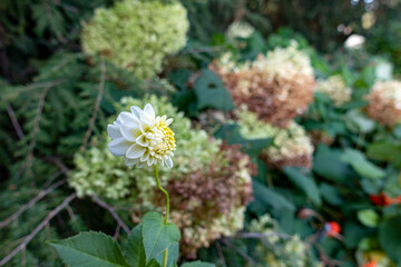WEISSE DAHLIE VOR HORTENSIEN . WHITE DAHLIA  IN FRONT OF HYDRANGEAS