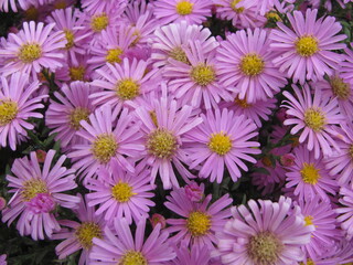 Fototapeta premium Áster améllus flowers full frame, close up. Floral background for posters, prints, articles, postcards.