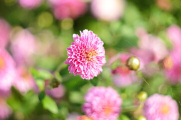 Beautiful of Chrysanthemum pink flowers in garden.