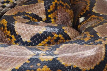 Closeup of skin of a giant python coiling up for wildlife concept