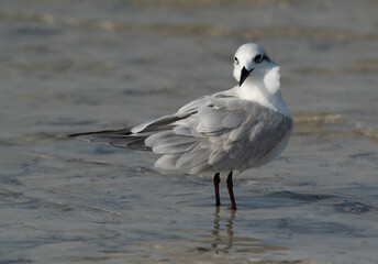 Gull-billed tern preening at Busaiteen coast, Bahrain