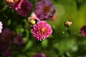 Beautiful of Chrysanthemum pink flowers in garden.