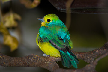 blue and yellow macaw
