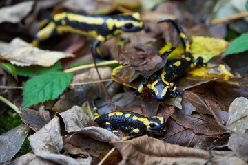  Fire salamander Salamandra salamandra Portrait Amphibian