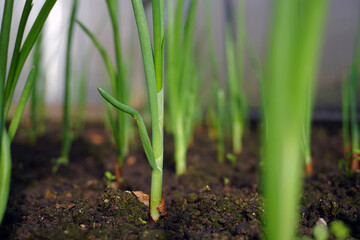 Stems of young green onions growing in the garden. Focus on the central plant, the rest are blurred.