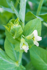 Green peas bloom and Mature in the garden in summer