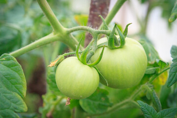 Small green tomatoes ripen in the greenhouse in summer