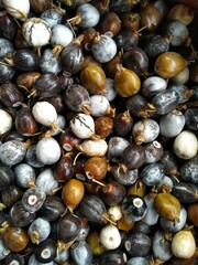 Photo of Seeds of Job's tears, scientific name Coix lacryma-jobi