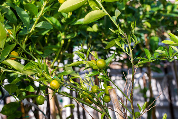 Green tangerines on a branch with leaves after rain. Tangerine season. Fresh ripe tangerines and leaves image, soft focus