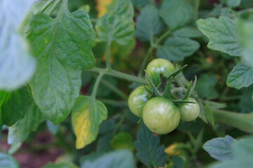 Small green tomatoes ripen in the greenhouse in summer