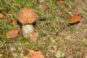 White mushroom in the forest grows on the grass