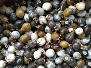 Photo of Seeds of Job's tears, scientific name Coix lacryma-jobi