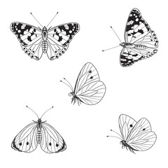 Butterflies Set in Vector Monochrome Line Graphic.