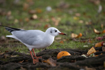 black headed gull
