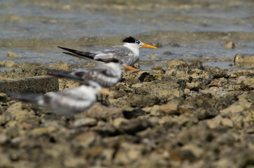 Greater Crested Terns at Busaiteen coast of Bahrain. Selective focus at the back