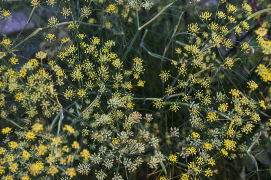 Fleurs et graines de fenouil officinal