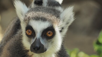 Ring tailed lemur looks staring at the tourists