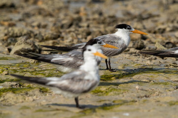 Greater Crested Terns at Busaiteen coast, Bahrain. Selective focus at the back.