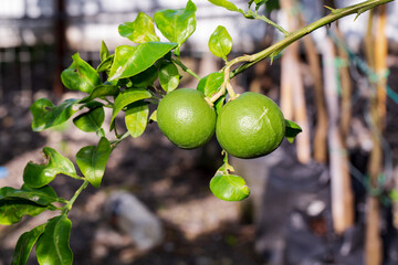 Green tangerines on a branch with leaves after rain. Tangerine season. Fresh ripe tangerines and leaves image, soft focus
