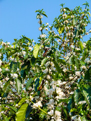 Fototapeta na wymiar flower of the coffee tree