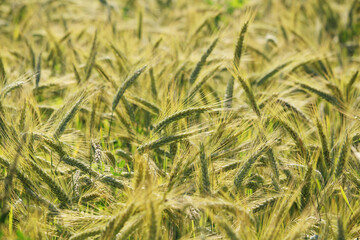 A field with ripe ears in Baden-Wuerttemberg, Germany