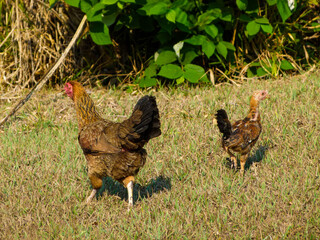 chicken in the garden