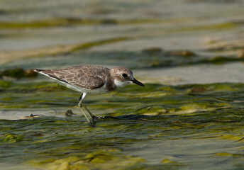 Greater sand plover on green at Busaiteen coast of Bahrain