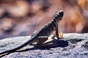 A Lizard sunning on a rock