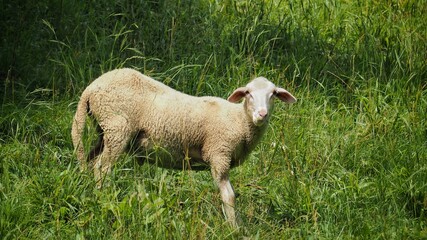 Obraz premium Domestic sheep are lost on pasture