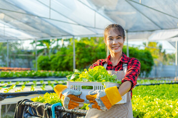 farmer ware agricultural gloves keep vegetable at hydroponic farm and observing growth vegetable...