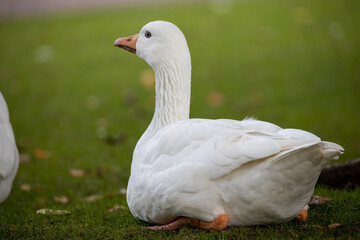 white goose on a green grass