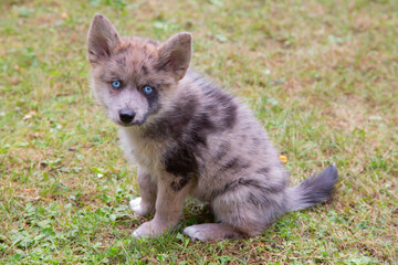 Pomsky puppy