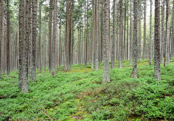 Forest in Sumava National Park.
