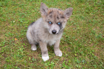 Pomsky puppy