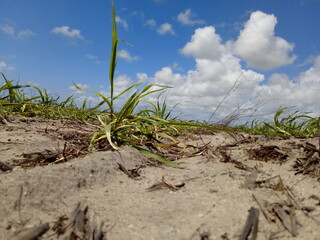 corn field and sky