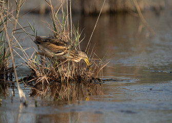 Little Bittern with catch at Asker marsh, Bahrain