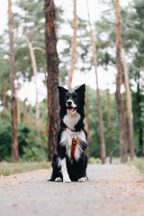 Dog sitting in nature. Border collie pet on a walk. Happy well-behaved animal in a park.