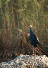 Grey-headed Swamphen at Asker Marsh, Bahrain