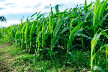 Young green corn plants on farmland. Farm corn and agriculture concept.