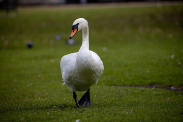 Swan on the grass, river bank