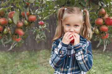 Apples for Children. Little Girl Child eats Plucked Apple in Apples Garden on Apple Tree Background
