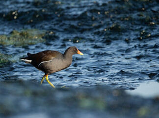 Common Moorhen at Tubli bay in the monring light, Bahrain