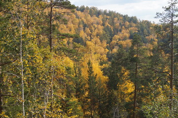 Sunny forest landscape. Mountains and trees - pines and birches