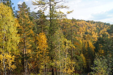 Beautiful autumn landscape - sun, mountains, forest. Trees: birch, pine and larch.