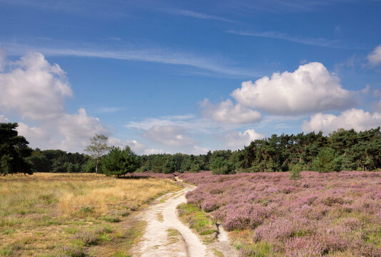 Heathland near Renkum