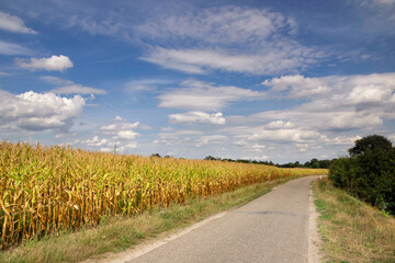 Dike along the river Maas