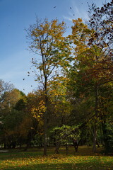 Sunny autumn day in the city park.