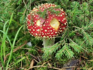 Angefressener Fliegenpilz im Fichtenwald, heimischer Giftpilz im herbstlichen Wald, Flora und Fauna entdecken, Pflanzen und Pilze bestimmen, die Natur schützen